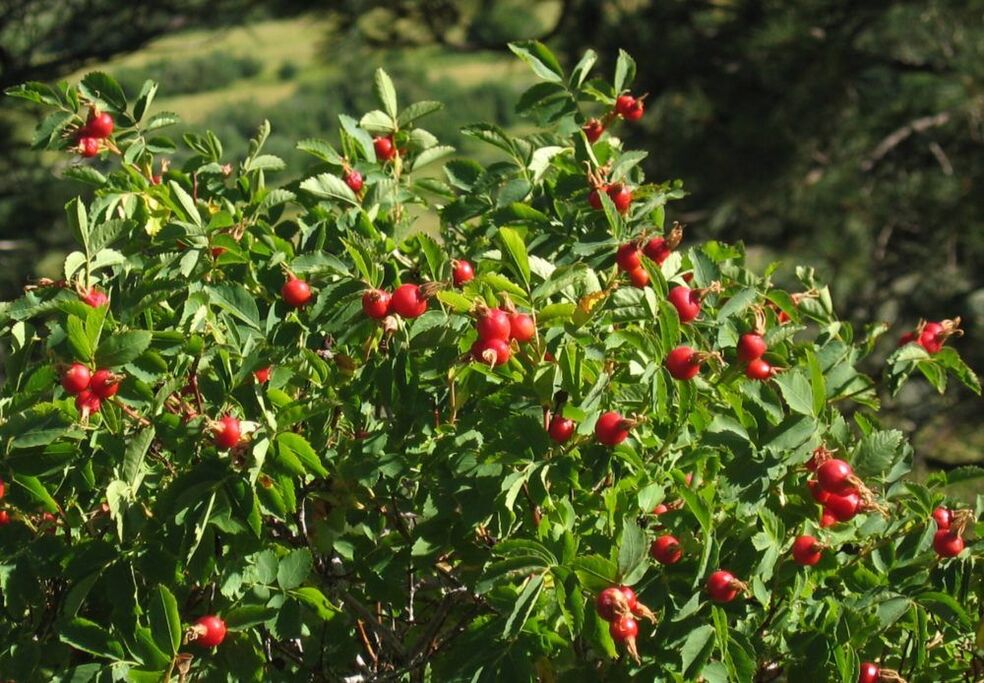 rosa canina per l'ingrandimento del pene